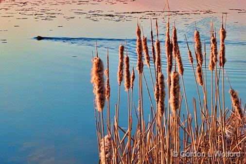 Sunrise Cattails_00238.jpg - Photographed along Irish Creek near Jasper, Ontario, Canada.